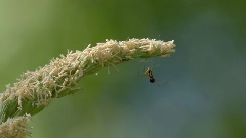 Linyphiidae Spider Climbing Up Its Silk Thread to Flowering Grass - 4K Macro Stockbeeldmateriaal 335832023