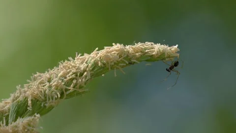 Linyphiidae Spider Rappelling Down from Flowering Grass - 4K Macro Wildlife Shot Vídeos de archivo 335831957