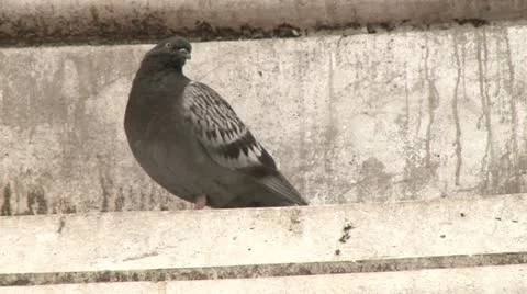 Linz pigeon 動画素材 21731917