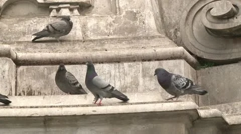 Linz pigeons 스톡 동영상 21749074