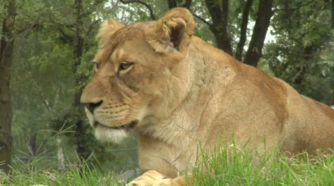 Lion 01 Video stock 852284