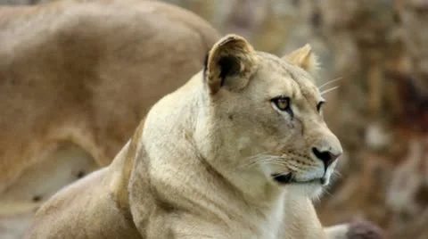 Lion 01 Stock Footage 10740408