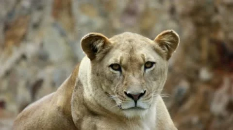 Lion 02 Stock Footage 10740396