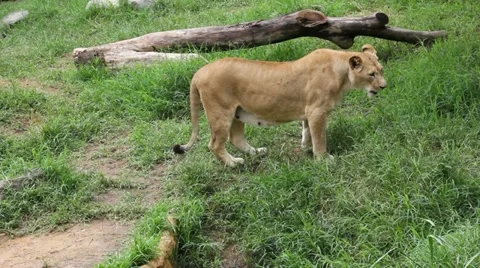 Lion 03 Stock Footage 12528781