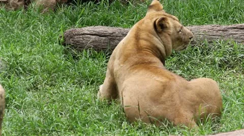 Lion 05 Stock Footage 12528769