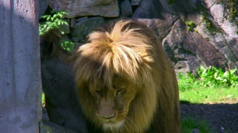 Lion 1 스톡 동영상 540875