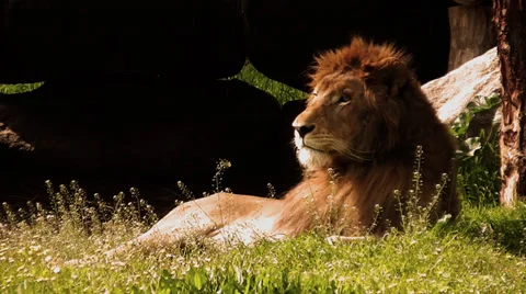 Lion 1 Stock Footage 35490349