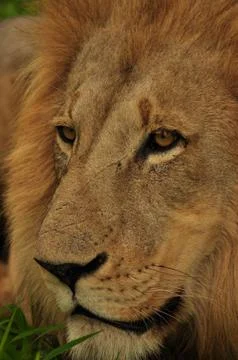 Lion 1 Stock Photos