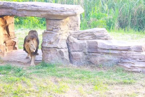 Lion 1 Stock Photos