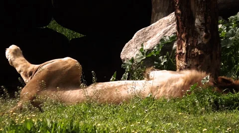 Lion 2 Stock Footage 35490001