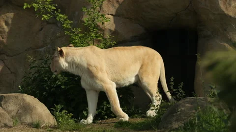 Lion 2 Stock Footage 197199403