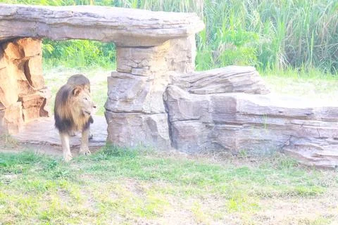 Lion 2 Stock Photos