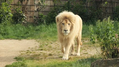 Lion 3 Stock Footage 197112902