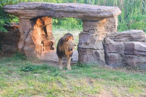 Lion 3 Stock Photos