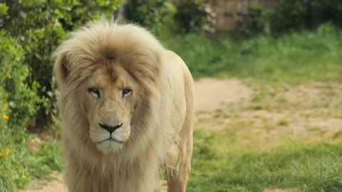Lion 4 Stock Footage 197112853