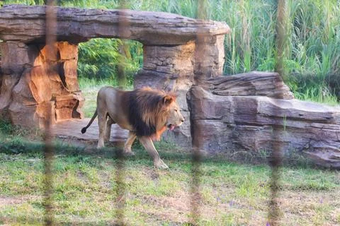 Lion 5 Foto stock