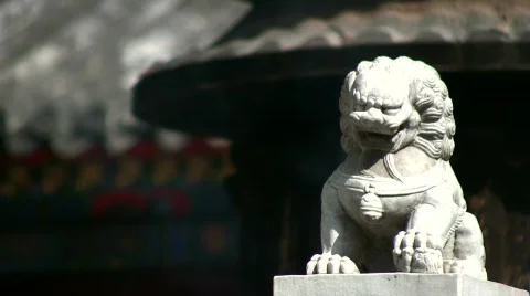 The lion 6 Stock Footage 264595