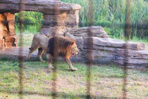 Lion 6 Foto stock