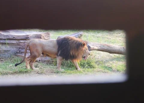 Lion 7 Stock Photos