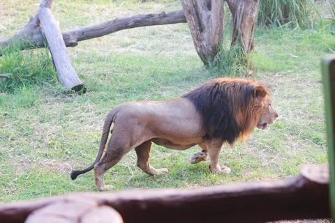Lion 8 Stock Photos