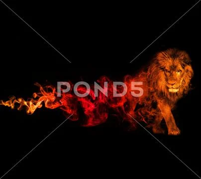 Lion Abstract Stock Photos