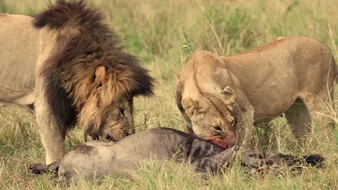 A Lion in Africa Stock Footage 165638696
