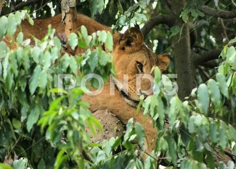 Lion in africa Stock Photos