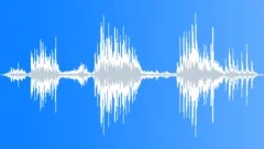 Lion african 01 roar many 02 Sound Effect