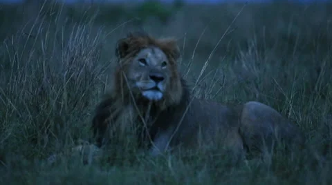 Lion After Dark Stock Footage 31507772