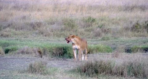 Lion after the kill Stock Photos