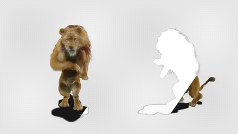 Lion, with Alpha Matte 動画素材 137896153