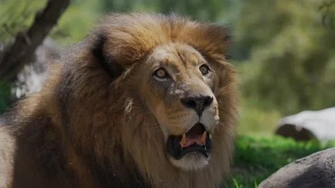 Lion with amazed expression stops and stared into camera Stock Footage 151784170