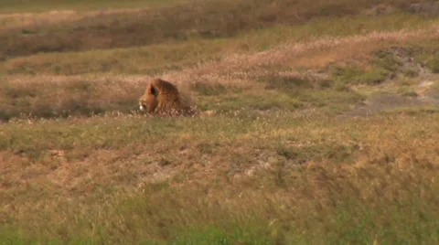 Lion and a breeze Stock Footage 33778172