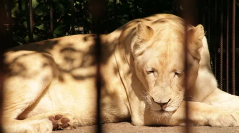 Lion and a cage Stock Footage 53064779