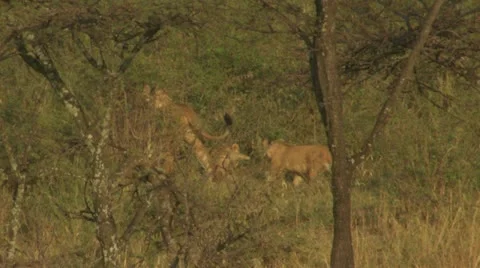 Lion and cubs Stock Footage 12645669