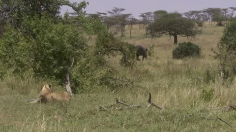 Lion and elephant Video stock 12652040