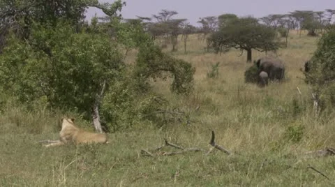 Lion and elephants Stock Footage 12652014