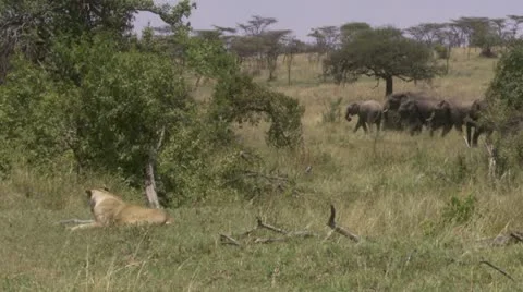 Lion and elephants Stock Footage 12652029