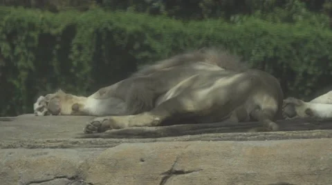 Lion and Leoness Sleeping Stock Footage 65969545