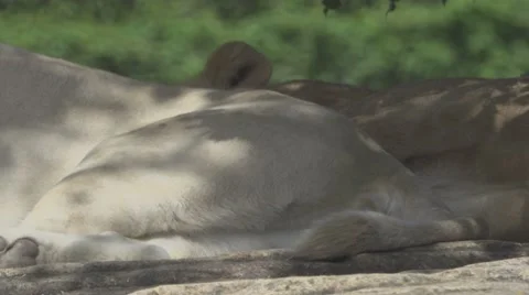 Lion and Leoness Sleeping Stock Footage 65970096