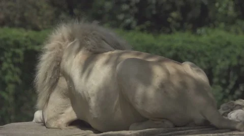 Lion and Leoness Sleeping Vídeos de archivo 65971132