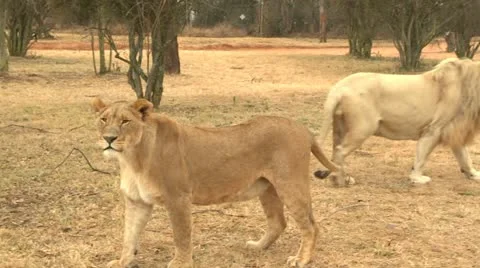 Lion and lioness Stock Footage 10989774