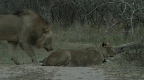 Lion and lioness Stock Footage