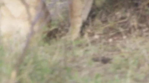Lion and lioness Stock Footage 12658065