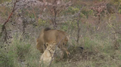 Lion and lioness Stock Footage 12658066
