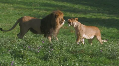 Lion and lioness Stock Footage