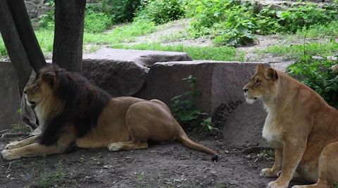 Lion and lioness. Stock Footage 63859488