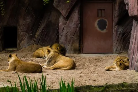Lion and lioness lying on the sand in the zoo. Stock Photos