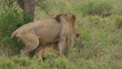 Lion and a Lioness mate | Stock Video | Pond5