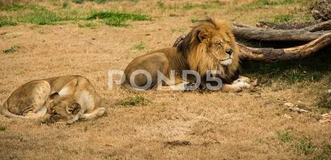 Lion and lioness Stock Photos